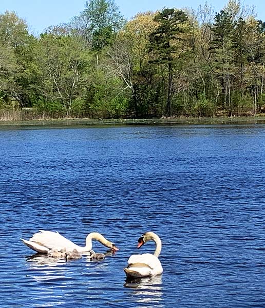 Camp Haluwasa Clean Up Day Event